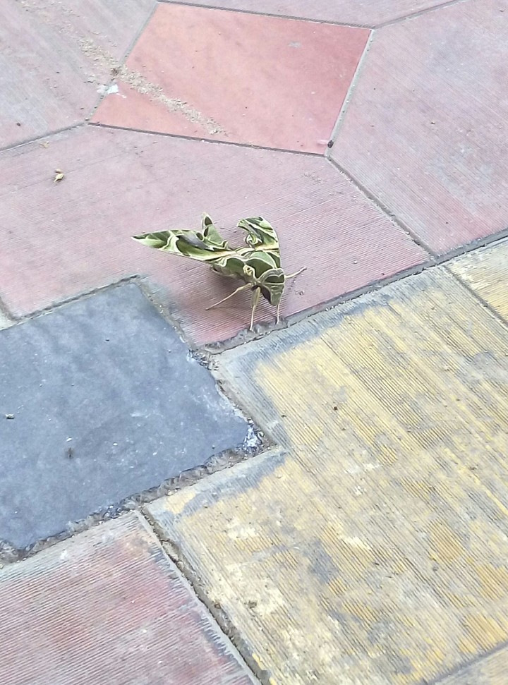 grass insect