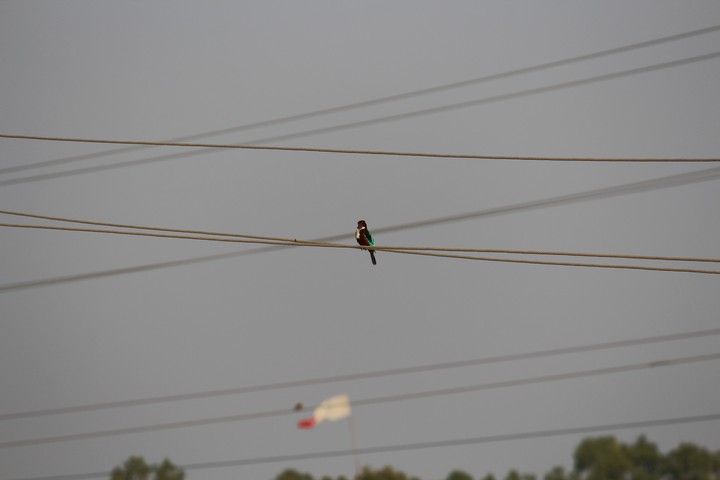 A mystery bird