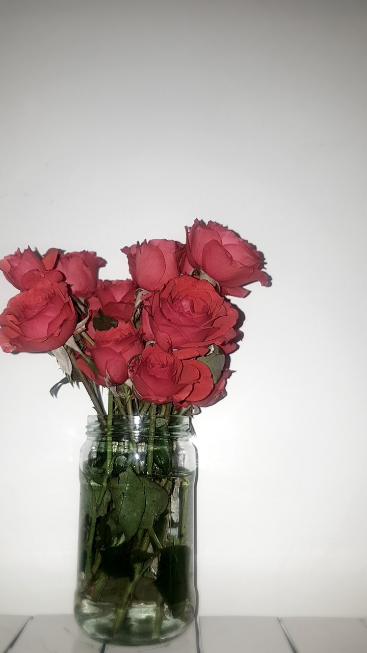Roses