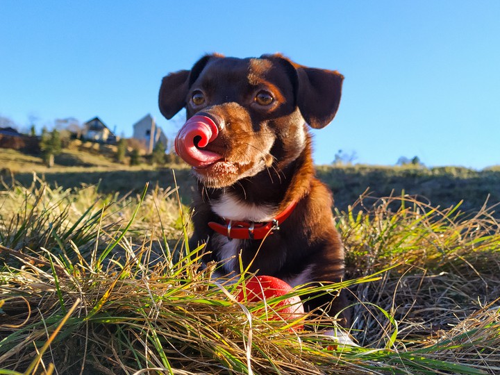 Dog