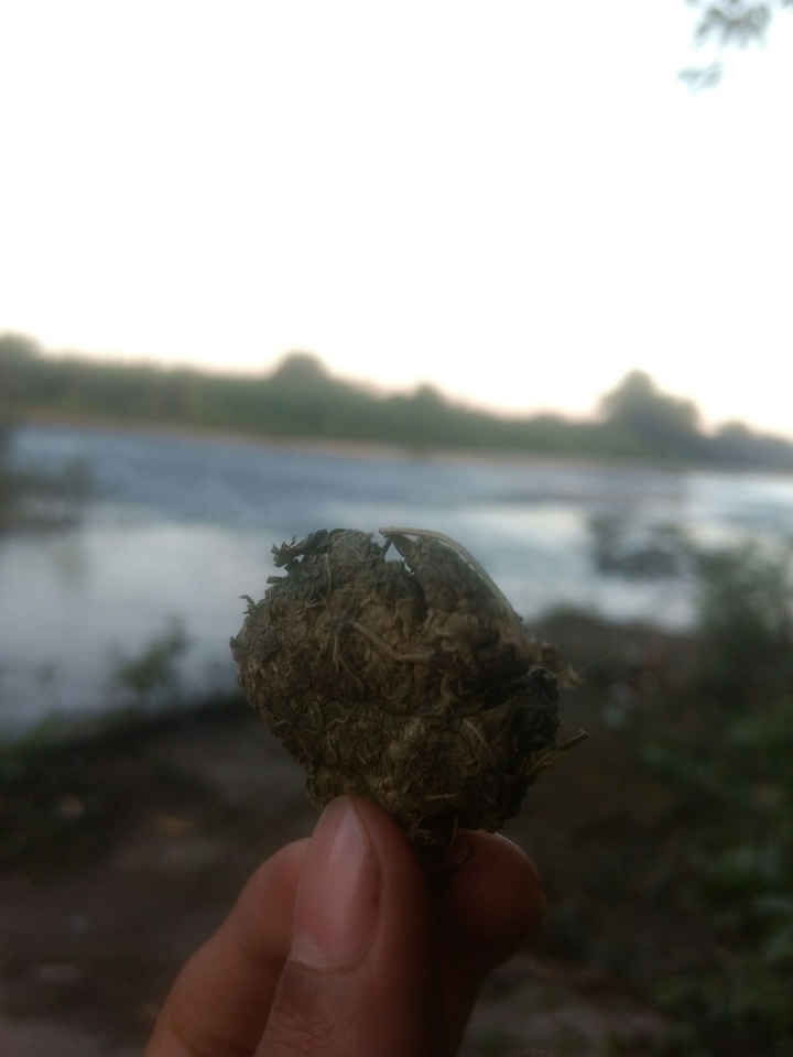 rio