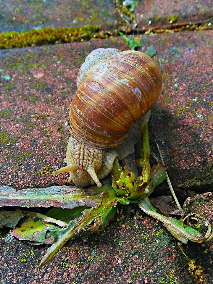 snail