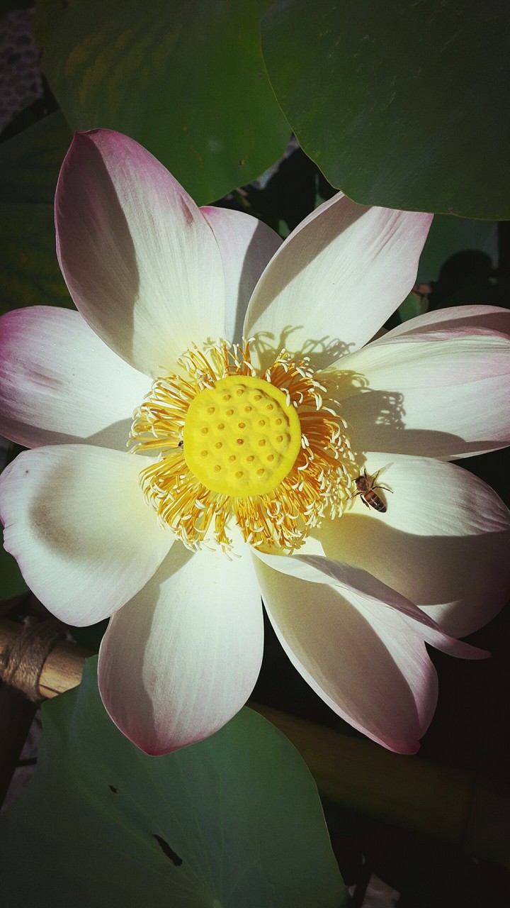 hortus