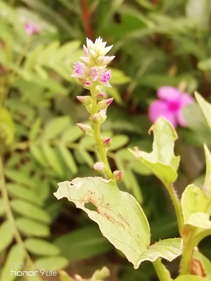 my click
