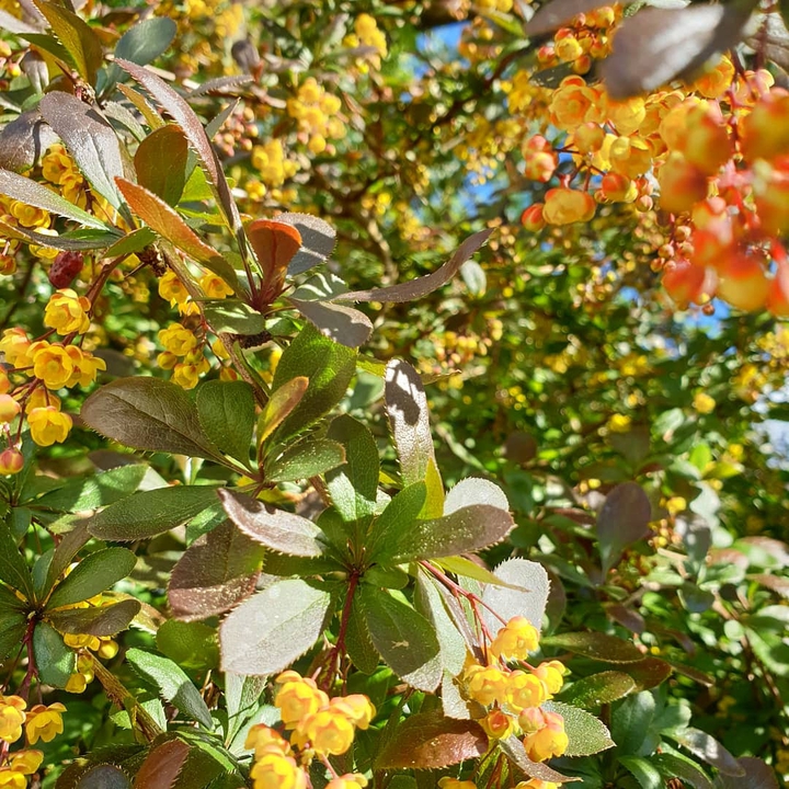 Flower tree