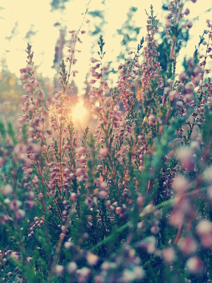 Heather