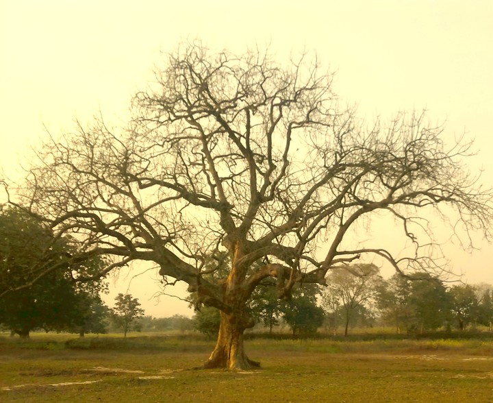 Tree