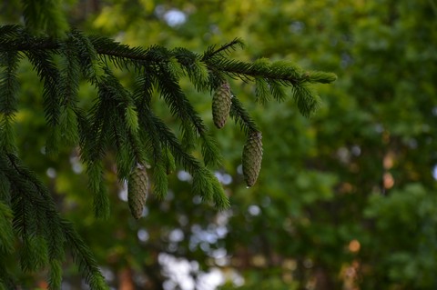 forest