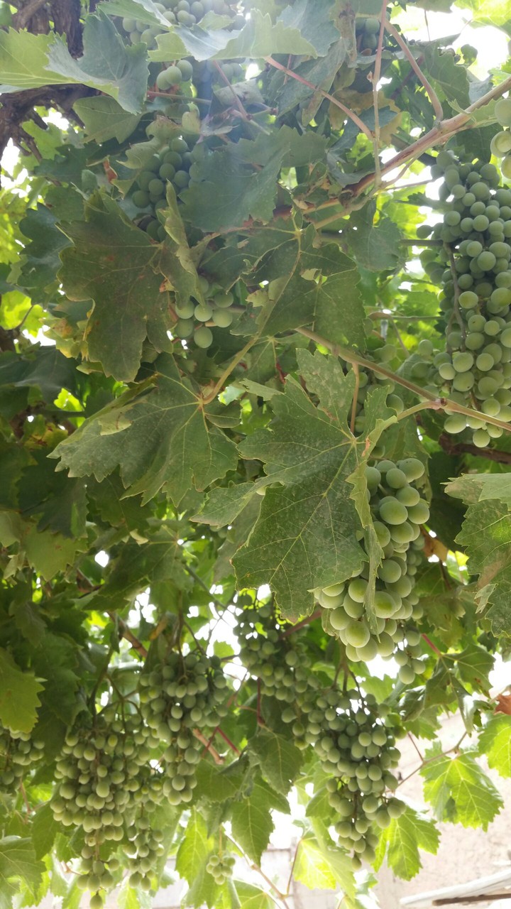 it's just green