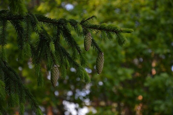 forest