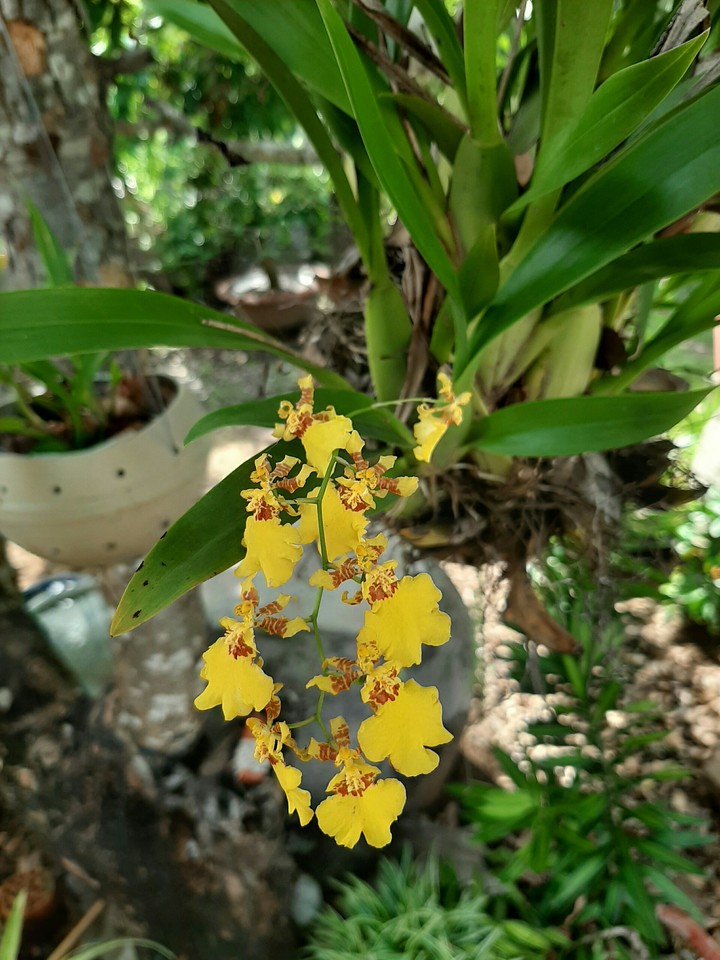 Hoa lan