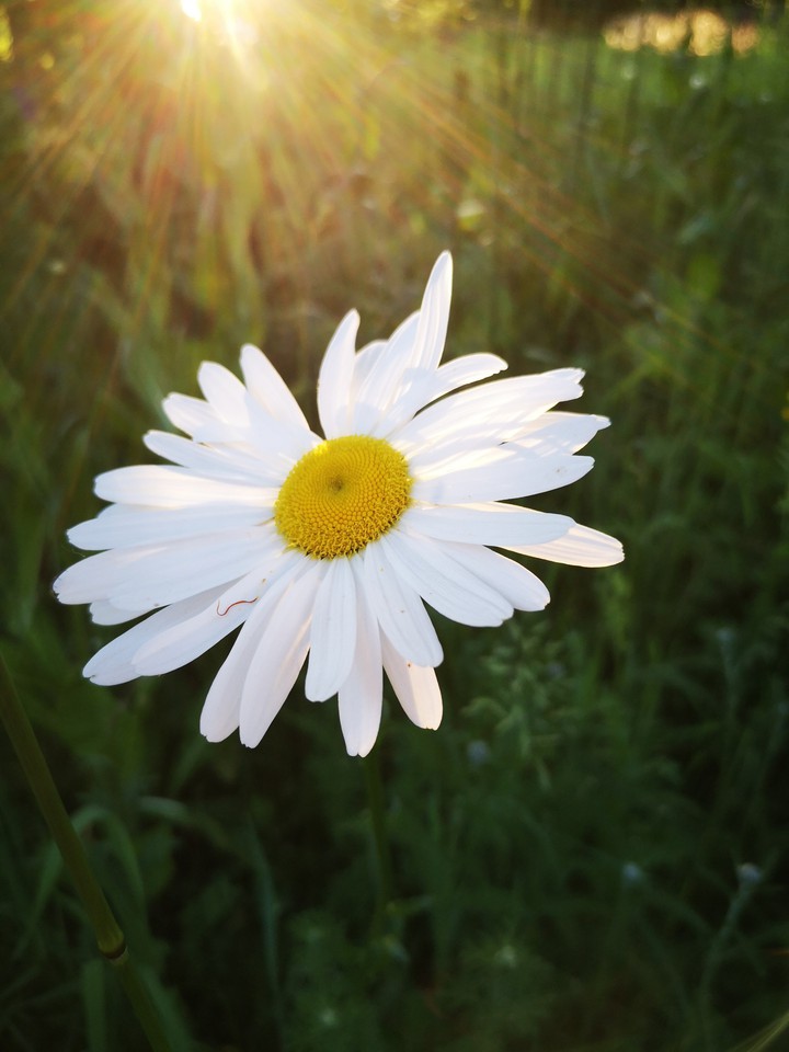 Margerite im Abendlicht