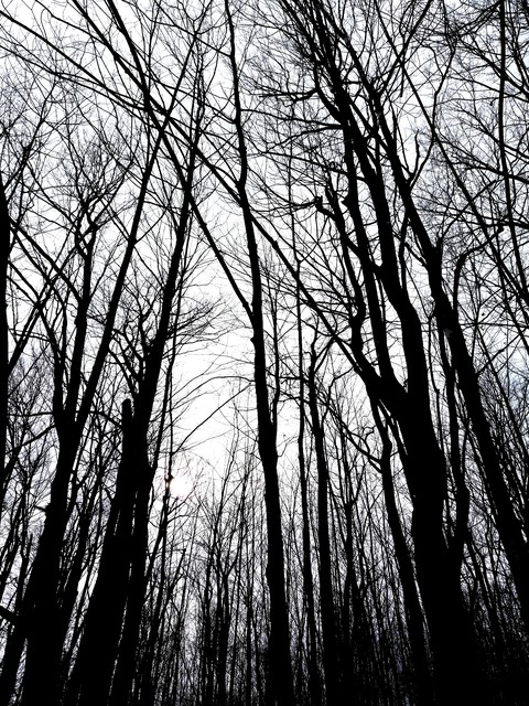 Vide