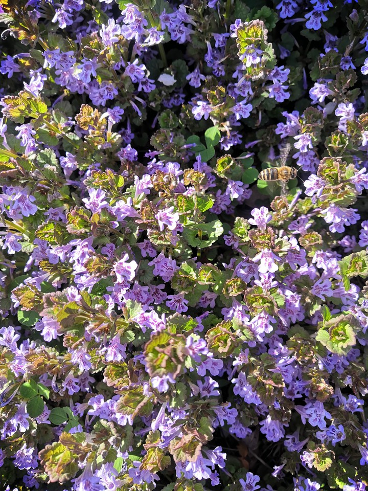 Glechoma hederacea