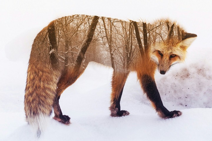 Fox