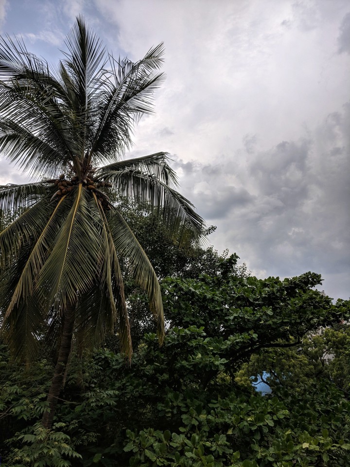 tree