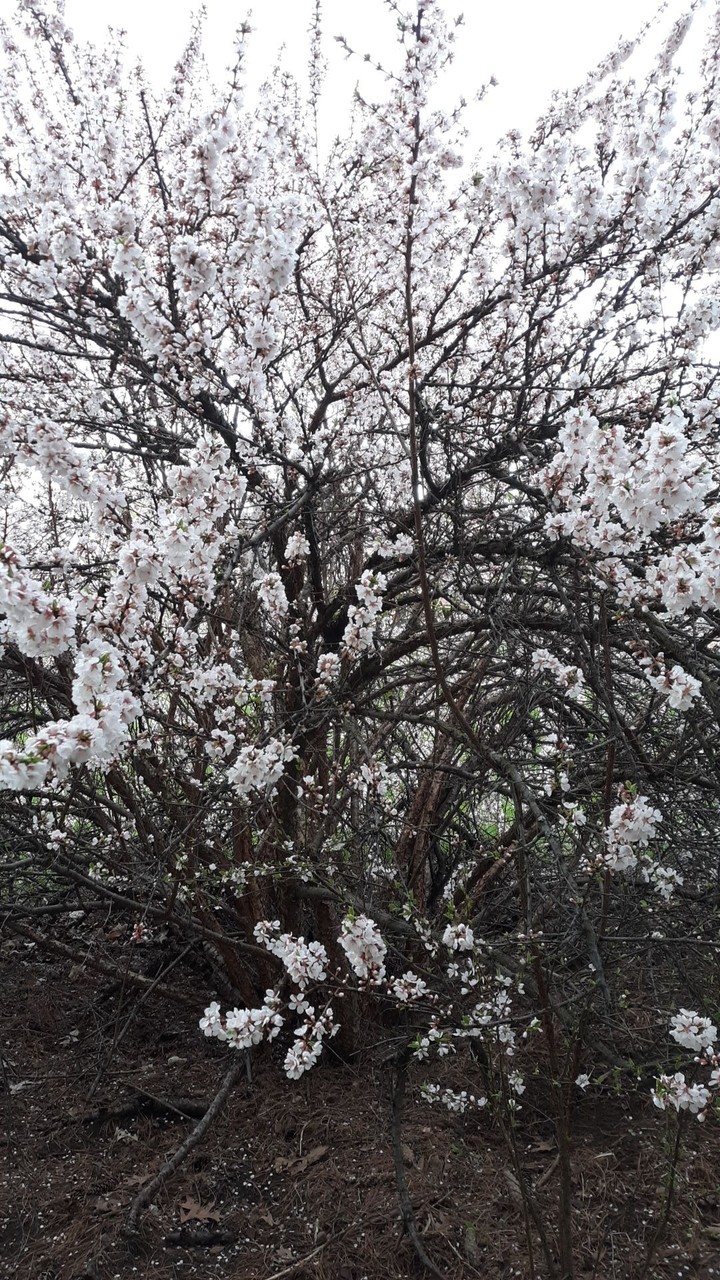Blossom