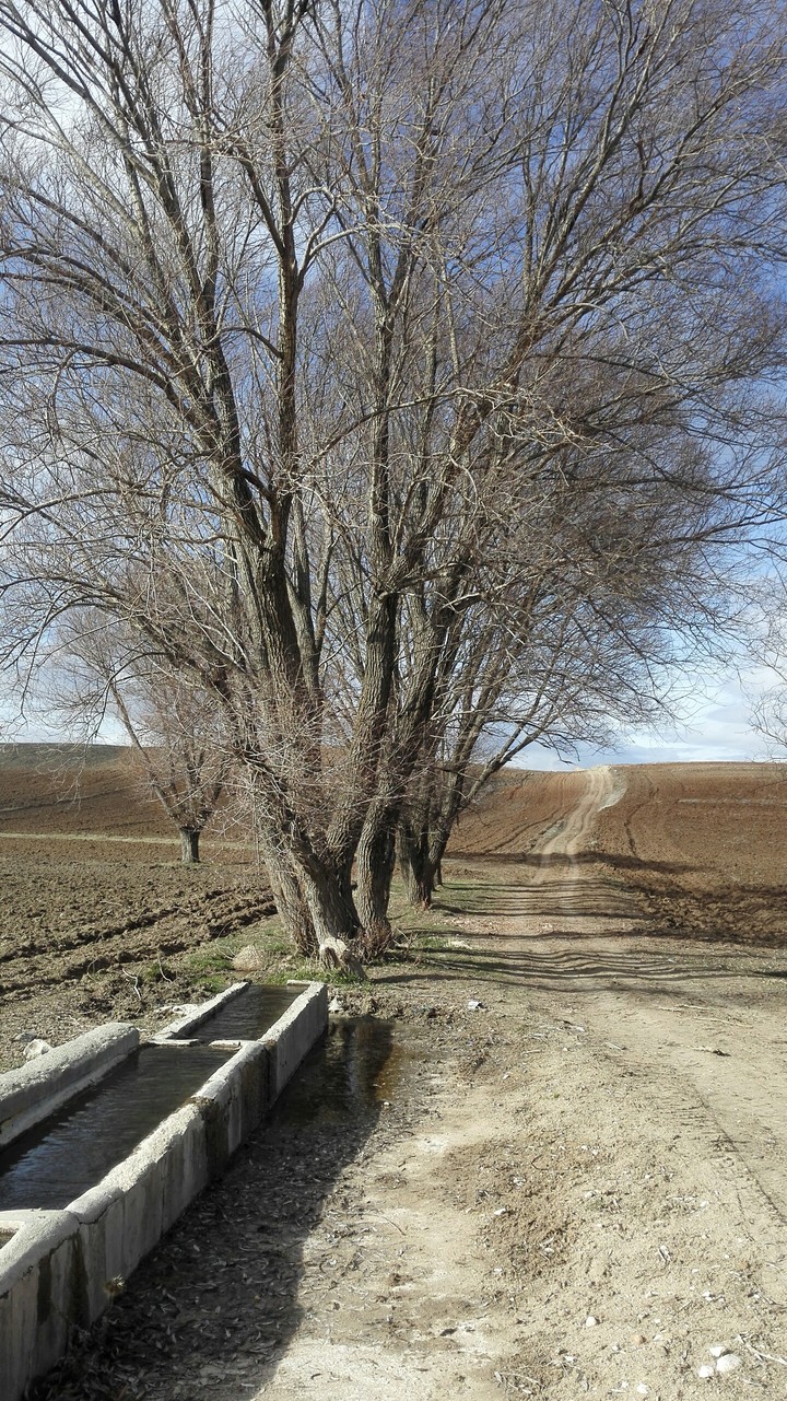boyalık