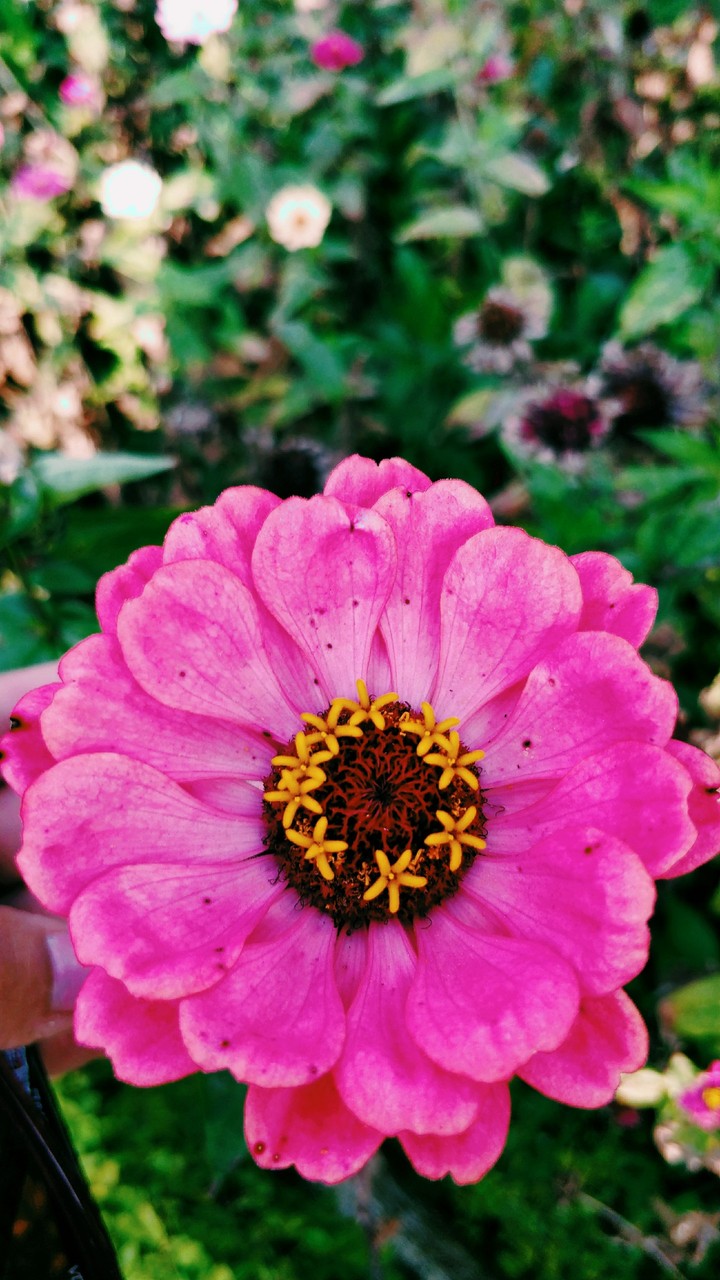 flower