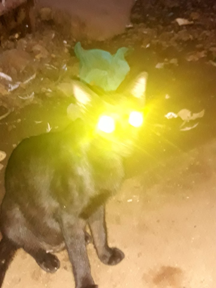 cat