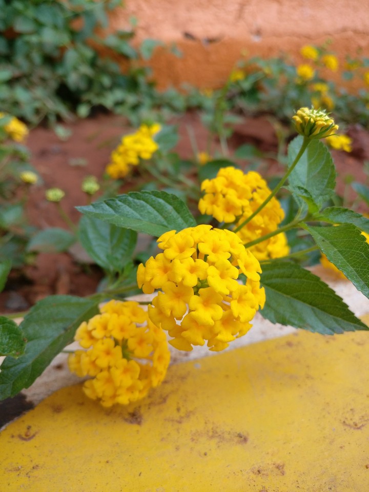 Yellow bunch