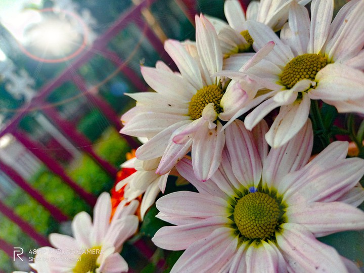 sun flower ??