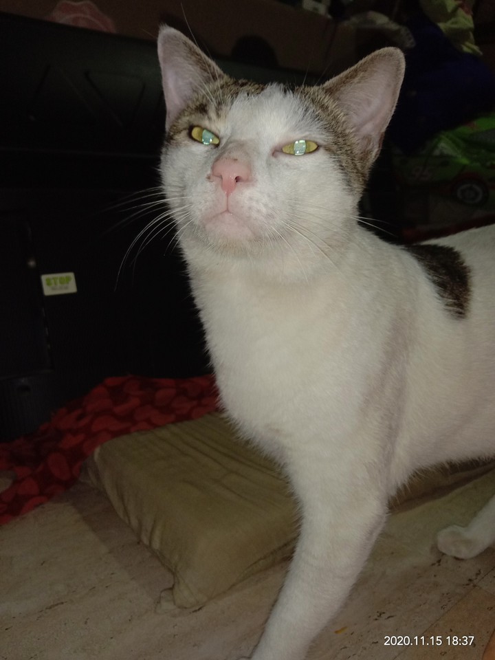 my lovely cat