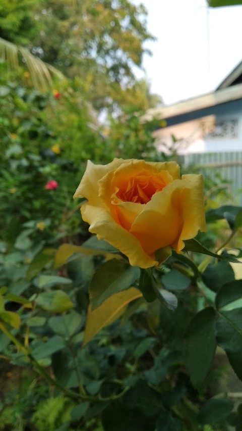 power of god to create such a beautiful flower