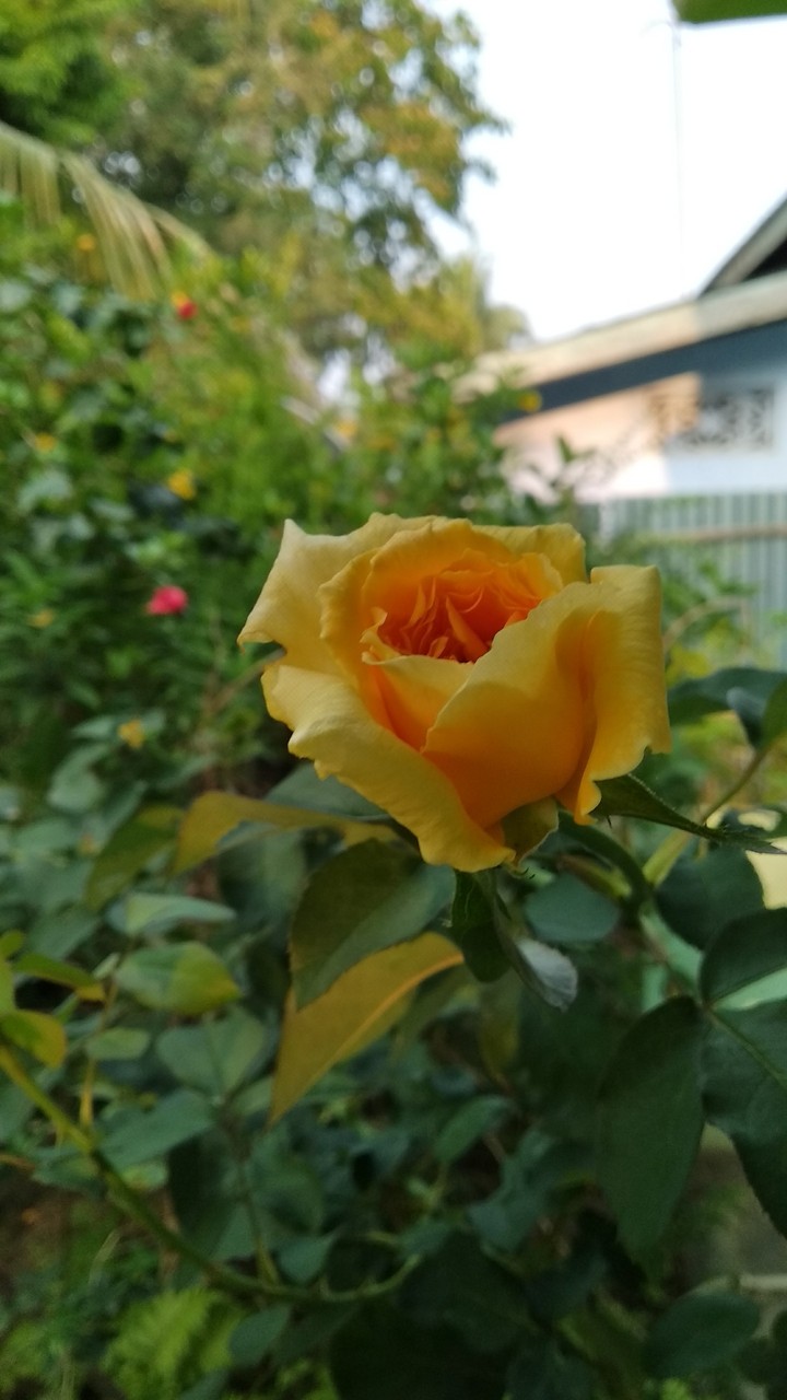 power of god to create such a beautiful flower