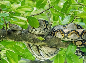 Python