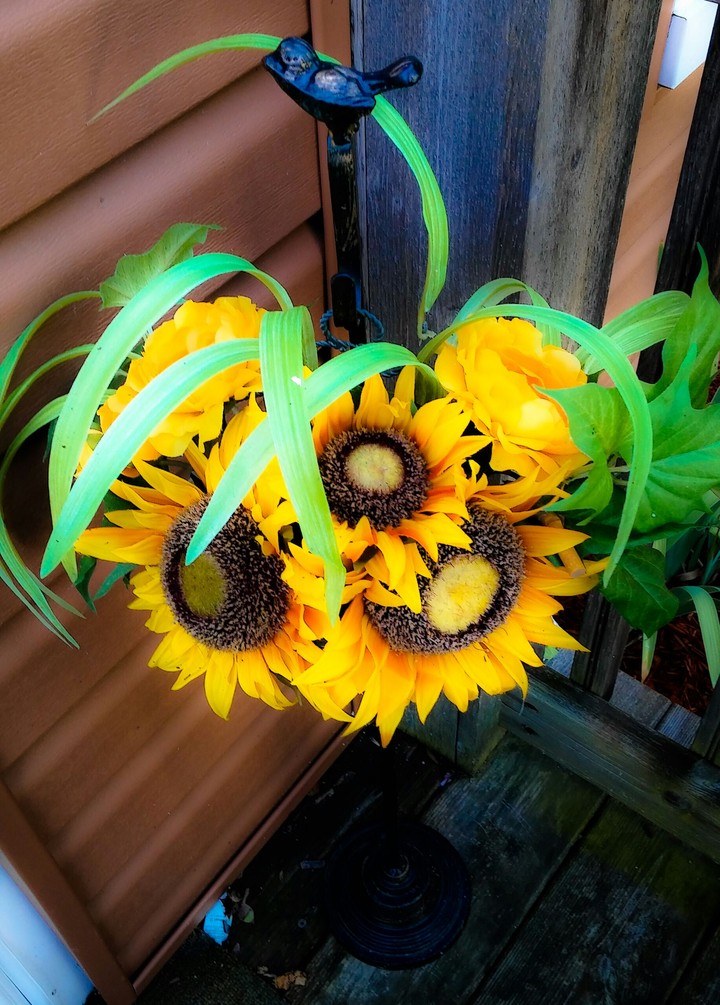 Sunflowers