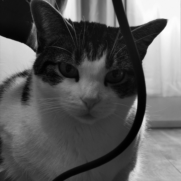 cats and wires don't mix