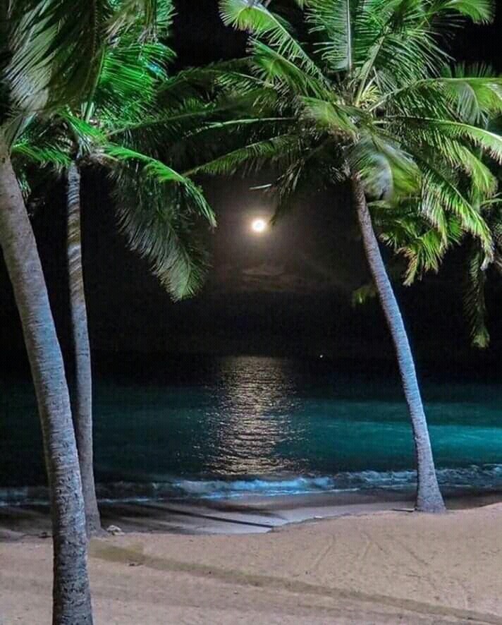 moonlight