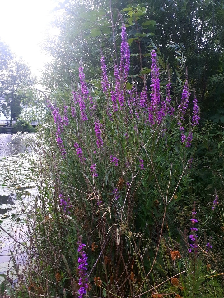 flowers by the river