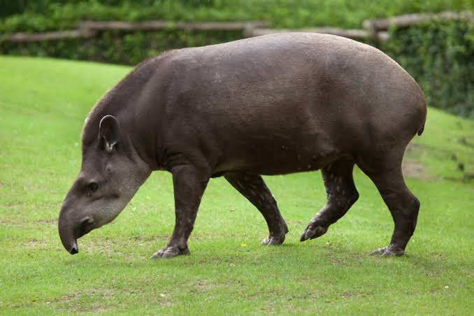 Brazilian fauna - Anta