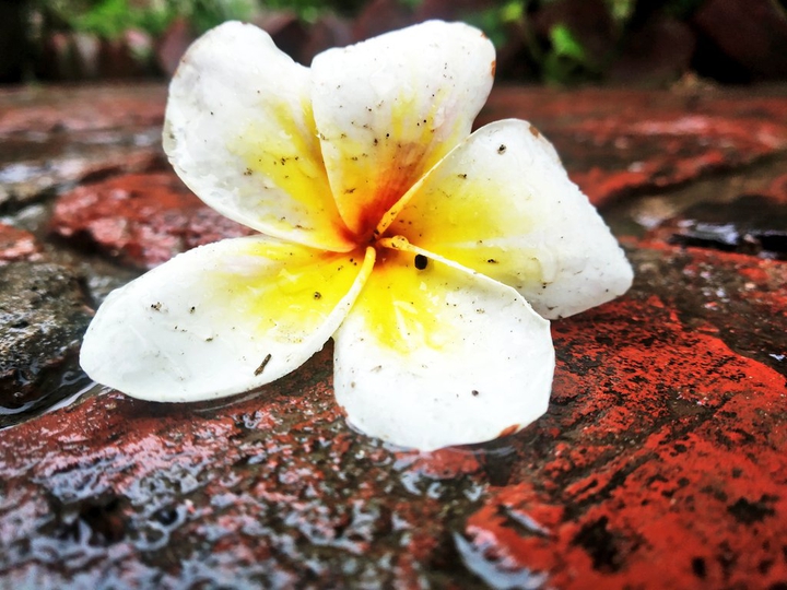 Beauty in distress