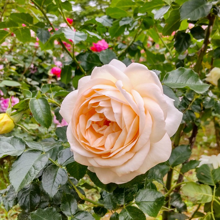 与野公園のバラ園