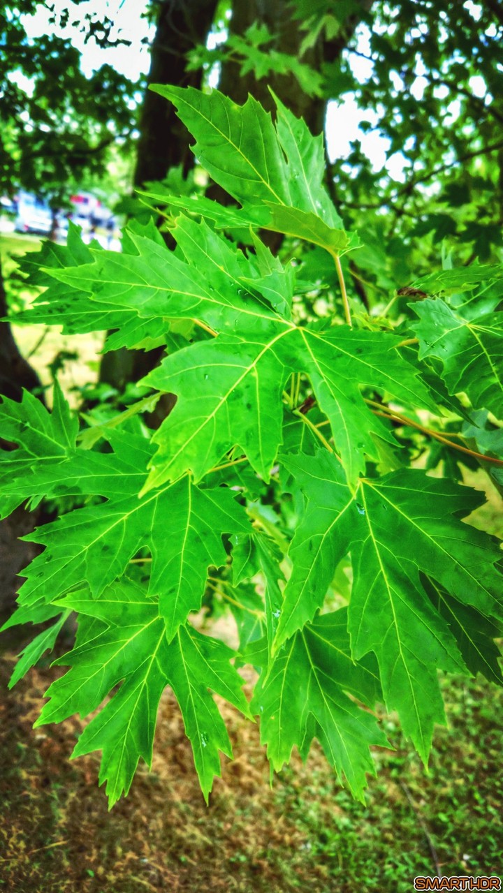 nature