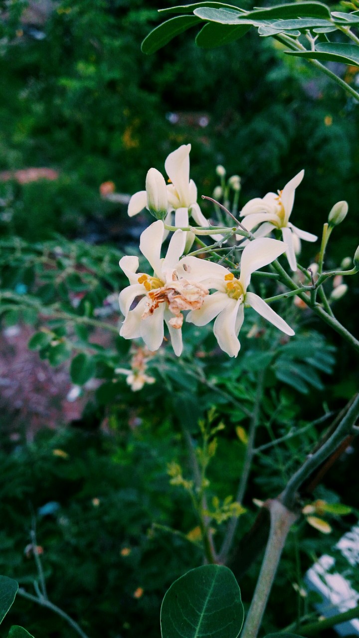 bright flower