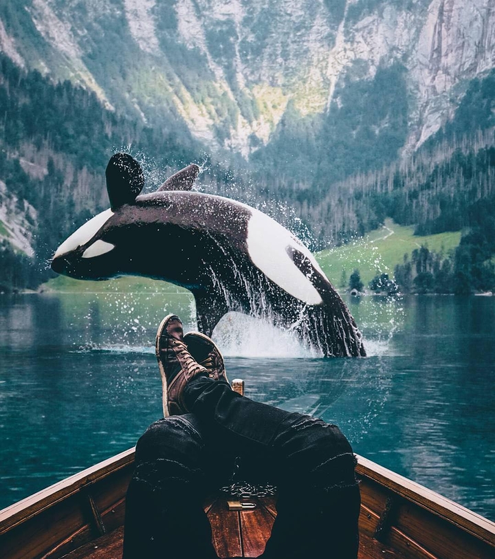 killer whale