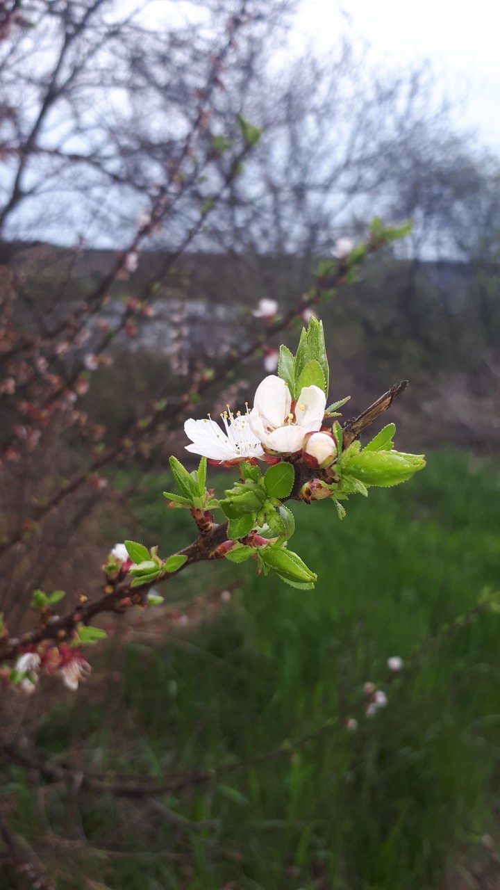 spring blossom.