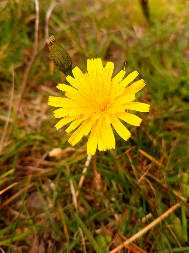 dandelion