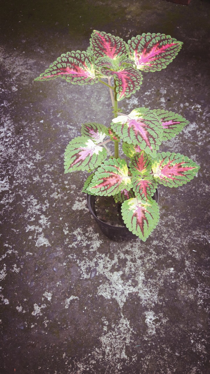 Planta