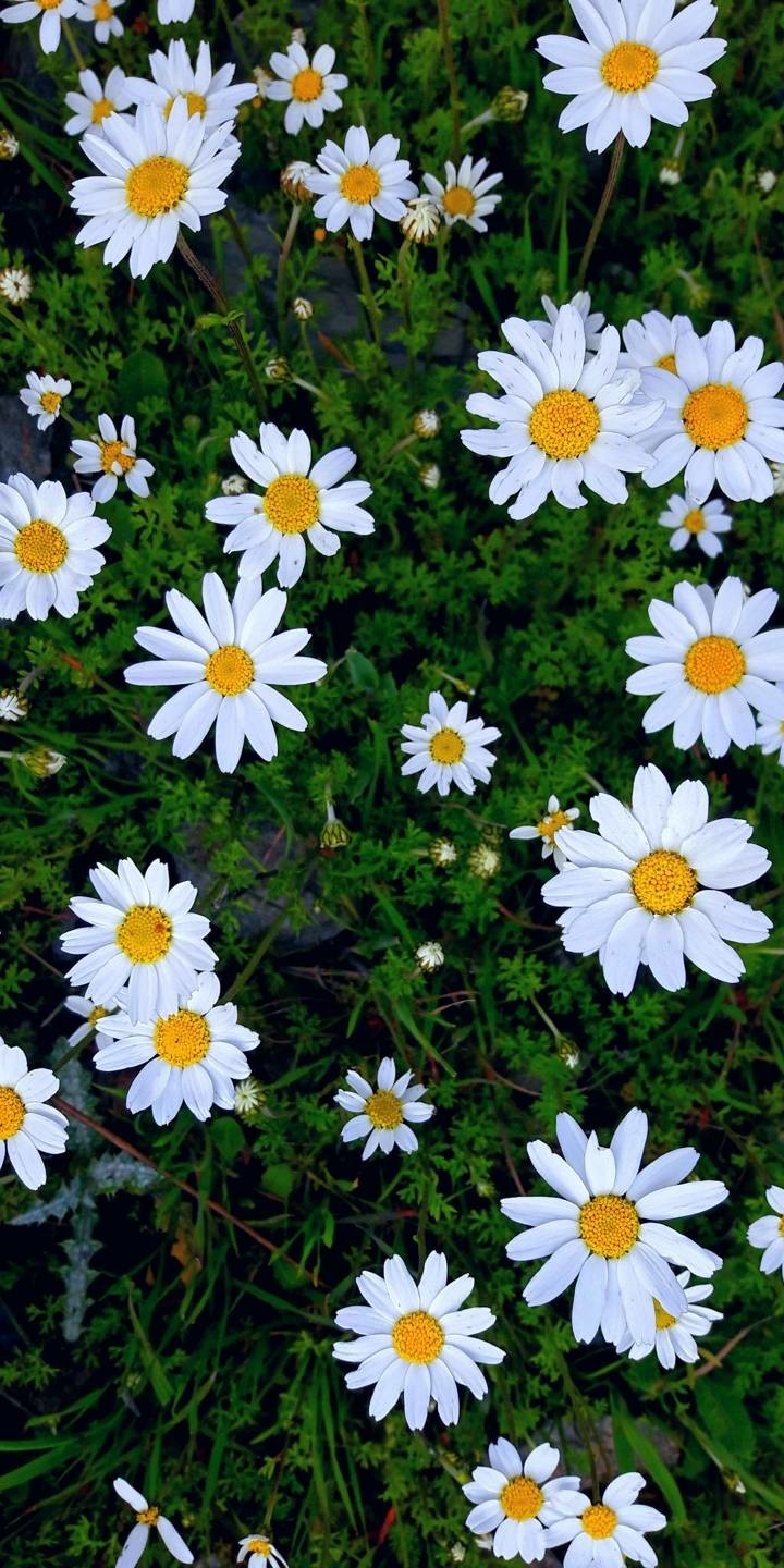 white flower