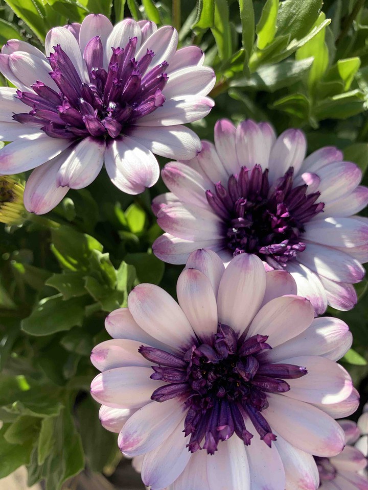purple