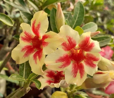Adenium