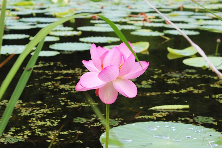 lotus