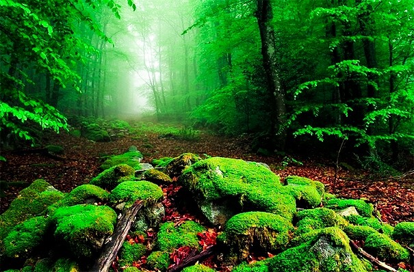 Colorful forest
