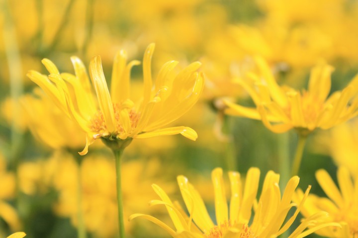 Yellow Heaven