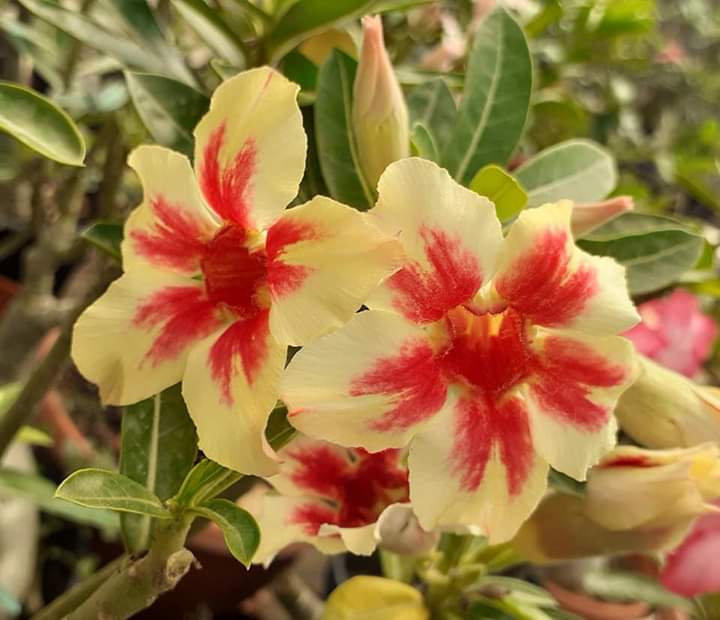 Adenium